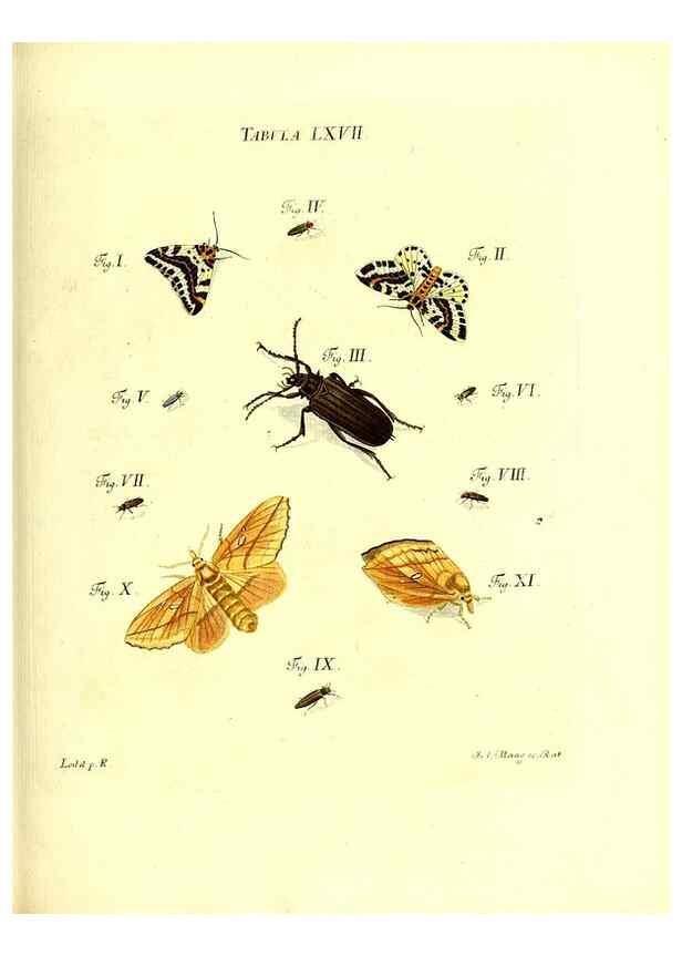 Reproducción/Reproduction 49810303721: Iacobi Christiani Schaefferi s.s. theologiae et philosophiae doctoris ... Icones insectorum circa Ratisbonam indigenorum :. Ratisbonae :Typis Breitfeldianis,MDCCLXXIX [1766-1779]. 