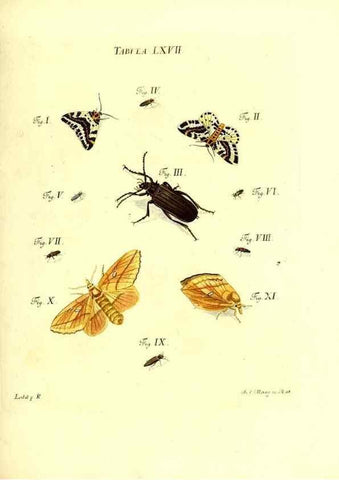 Reproducción/Reproduction 49810303721: Iacobi Christiani Schaefferi s.s. theologiae et philosophiae doctoris ... Icones insectorum circa Ratisbonam indigenorum :. Ratisbonae :Typis Breitfeldianis,MDCCLXXIX [1766-1779]. 