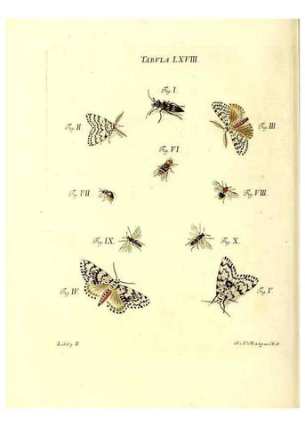 Reproducción/Reproduction 49809749483: Iacobi Christiani Schaefferi s.s. theologiae et philosophiae doctoris ... Icones insectorum circa Ratisbonam indigenorum :. Ratisbonae :Typis Breitfeldianis,MDCCLXXIX [1766-1779]. 