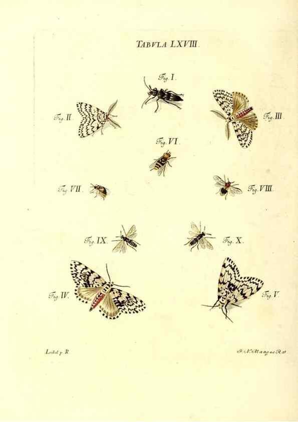 Reproducción/Reproduction 49809749483: Iacobi Christiani Schaefferi s.s. theologiae et philosophiae doctoris ... Icones insectorum circa Ratisbonam indigenorum :. Ratisbonae :Typis Breitfeldianis,MDCCLXXIX [1766-1779]. 