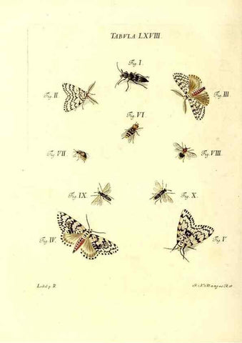 Reproducción/Reproduction 49809749483: Iacobi Christiani Schaefferi s.s. theologiae et philosophiae doctoris ... Icones insectorum circa Ratisbonam indigenorum :. Ratisbonae :Typis Breitfeldianis,MDCCLXXIX [1766-1779]. 