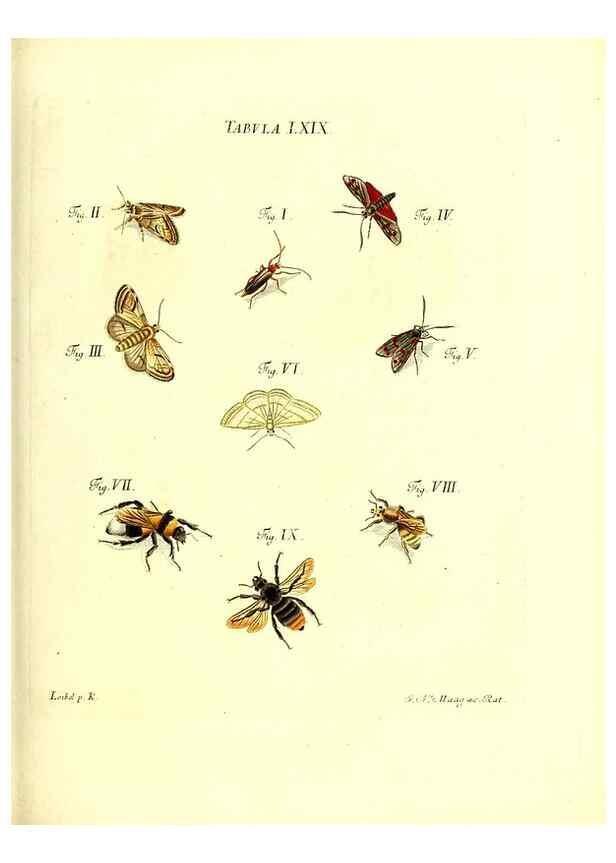 Reproducción/Reproduction 49809749688: Iacobi Christiani Schaefferi s.s. theologiae et philosophiae doctoris ... Icones insectorum circa Ratisbonam indigenorum :. Ratisbonae :Typis Breitfeldianis,MDCCLXXIX [1766-1779]. 