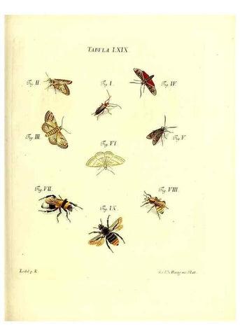 Reproducción/Reproduction 49809749688: Iacobi Christiani Schaefferi s.s. theologiae et philosophiae doctoris ... Icones insectorum circa Ratisbonam indigenorum :. Ratisbonae :Typis Breitfeldianis,MDCCLXXIX [1766-1779]. 