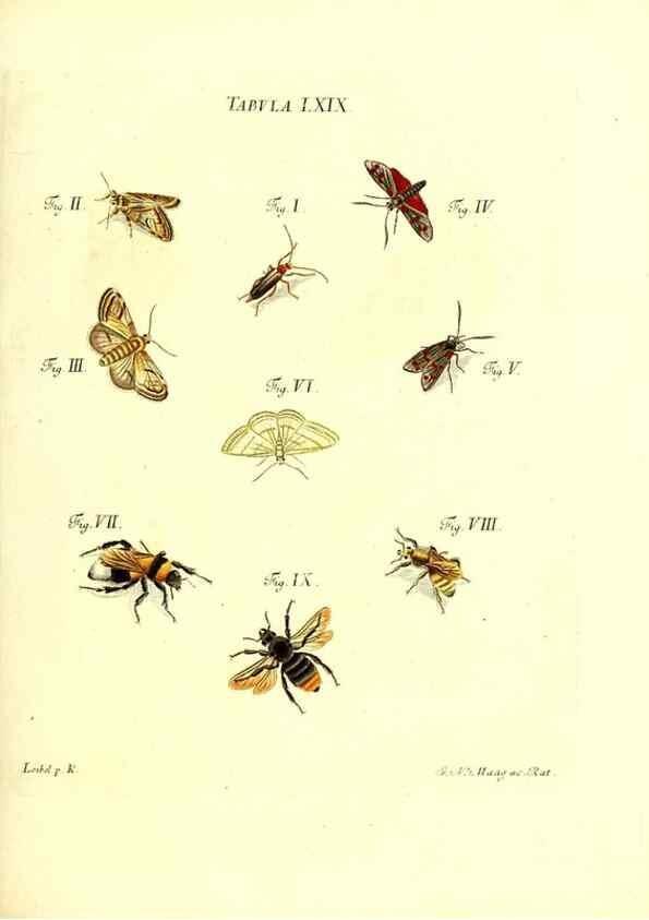 Reproducción/Reproduction 49809749688: Iacobi Christiani Schaefferi s.s. theologiae et philosophiae doctoris ... Icones insectorum circa Ratisbonam indigenorum :. Ratisbonae :Typis Breitfeldianis,MDCCLXXIX [1766-1779]. 