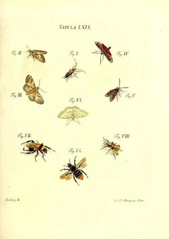 Reproducción/Reproduction 49809749688: Iacobi Christiani Schaefferi s.s. theologiae et philosophiae doctoris ... Icones insectorum circa Ratisbonam indigenorum :. Ratisbonae :Typis Breitfeldianis,MDCCLXXIX [1766-1779]. 