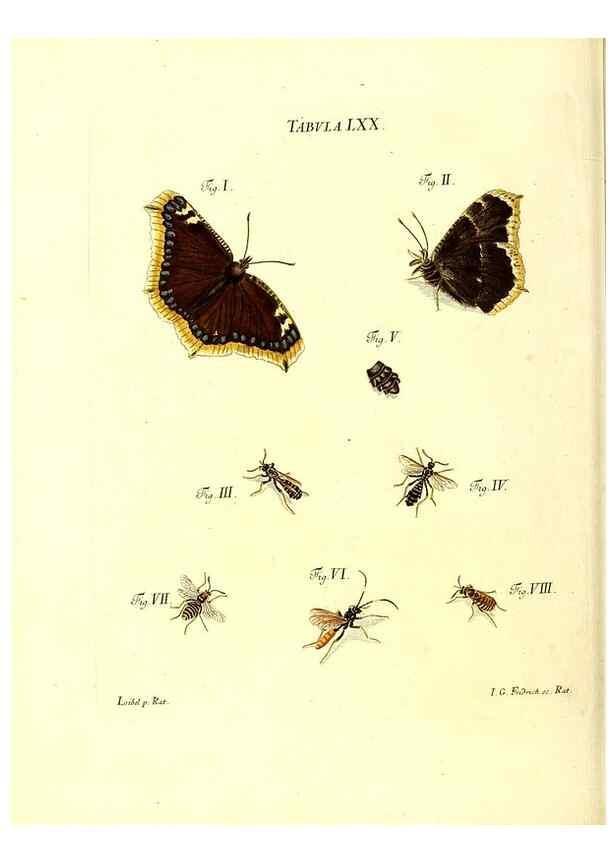 Reproducción/Reproduction 49809749928: Iacobi Christiani Schaefferi s.s. theologiae et philosophiae doctoris ... Icones insectorum circa Ratisbonam indigenorum :. Ratisbonae :Typis Breitfeldianis,MDCCLXXIX [1766-1779]. 