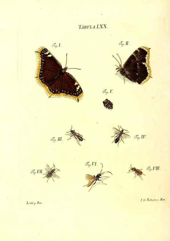 Reproducción/Reproduction 49809749928: Iacobi Christiani Schaefferi s.s. theologiae et philosophiae doctoris ... Icones insectorum circa Ratisbonam indigenorum :. Ratisbonae :Typis Breitfeldianis,MDCCLXXIX [1766-1779]. 
