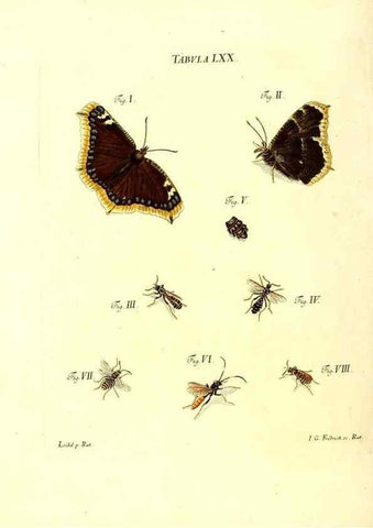 Reproducción/Reproduction 49809749928: Iacobi Christiani Schaefferi s.s. theologiae et philosophiae doctoris ... Icones insectorum circa Ratisbonam indigenorum :. Ratisbonae :Typis Breitfeldianis,MDCCLXXIX [1766-1779]. 