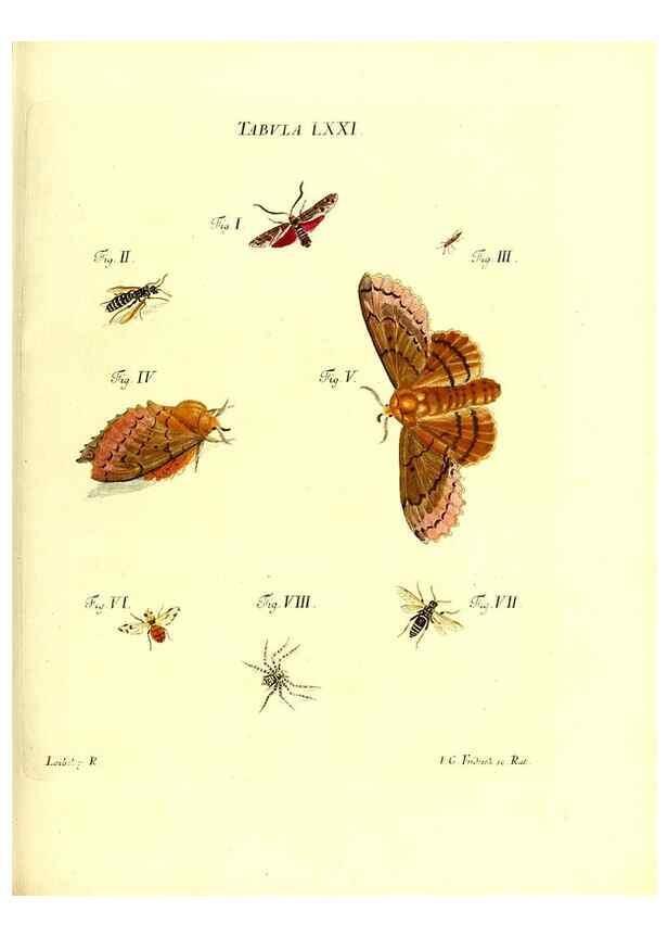 Reproducción/Reproduction 49809750163: Iacobi Christiani Schaefferi s.s. theologiae et philosophiae doctoris ... Icones insectorum circa Ratisbonam indigenorum :. Ratisbonae :Typis Breitfeldianis,MDCCLXXIX [1766-1779]. 