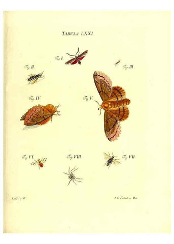 Reproducción/Reproduction 49809750163: Iacobi Christiani Schaefferi s.s. theologiae et philosophiae doctoris ... Icones insectorum circa Ratisbonam indigenorum :. Ratisbonae :Typis Breitfeldianis,MDCCLXXIX [1766-1779]. 