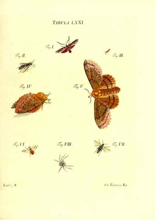 Reproducción/Reproduction 49809750163: Iacobi Christiani Schaefferi s.s. theologiae et philosophiae doctoris ... Icones insectorum circa Ratisbonam indigenorum :. Ratisbonae :Typis Breitfeldianis,MDCCLXXIX [1766-1779]. 