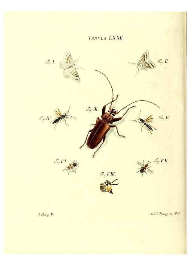 Reproducción/Reproduction 49810304921: Iacobi Christiani Schaefferi s.s. theologiae et philosophiae doctoris ... Icones insectorum circa Ratisbonam indigenorum :. Ratisbonae :Typis Breitfeldianis,MDCCLXXIX [1766-1779]. 