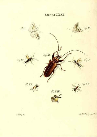 Reproducción/Reproduction 49810304921: Iacobi Christiani Schaefferi s.s. theologiae et philosophiae doctoris ... Icones insectorum circa Ratisbonam indigenorum :. Ratisbonae :Typis Breitfeldianis,MDCCLXXIX [1766-1779]. 