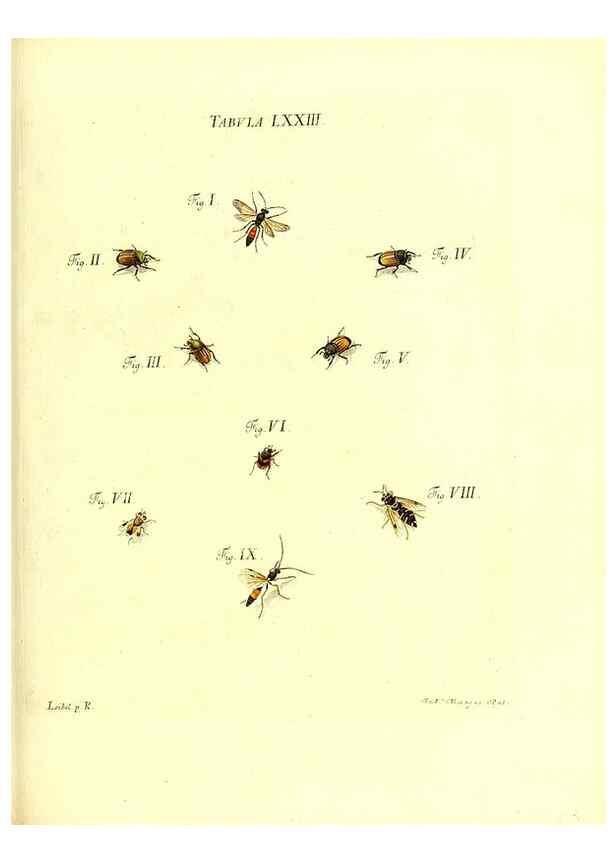 Reproducción/Reproduction 49810605447: Iacobi Christiani Schaefferi s.s. theologiae et philosophiae doctoris ... Icones insectorum circa Ratisbonam indigenorum :. Ratisbonae :Typis Breitfeldianis,MDCCLXXIX [1766-1779]. 