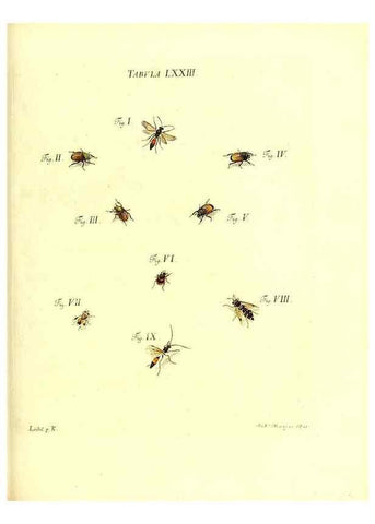 Reproducción/Reproduction 49810605447: Iacobi Christiani Schaefferi s.s. theologiae et philosophiae doctoris ... Icones insectorum circa Ratisbonam indigenorum :. Ratisbonae :Typis Breitfeldianis,MDCCLXXIX [1766-1779]. 