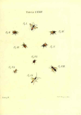Reproducción/Reproduction 49810605447: Iacobi Christiani Schaefferi s.s. theologiae et philosophiae doctoris ... Icones insectorum circa Ratisbonam indigenorum :. Ratisbonae :Typis Breitfeldianis,MDCCLXXIX [1766-1779]. 