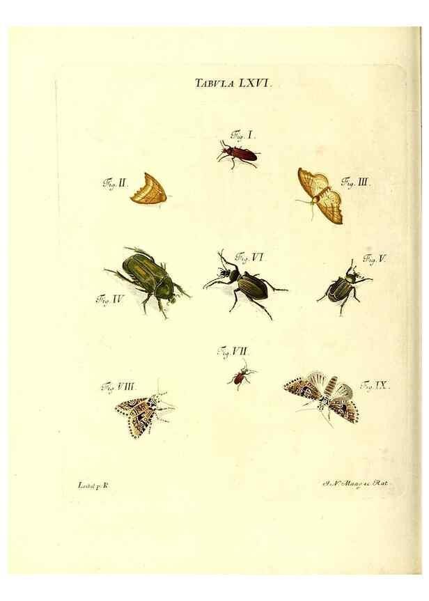 Reproducción/Reproduction 49810603657: Iacobi Christiani Schaefferi s.s. theologiae et philosophiae doctoris ... Icones insectorum circa Ratisbonam indigenorum :. Ratisbonae :Typis Breitfeldianis,MDCCLXXIX [1766-1779]. 