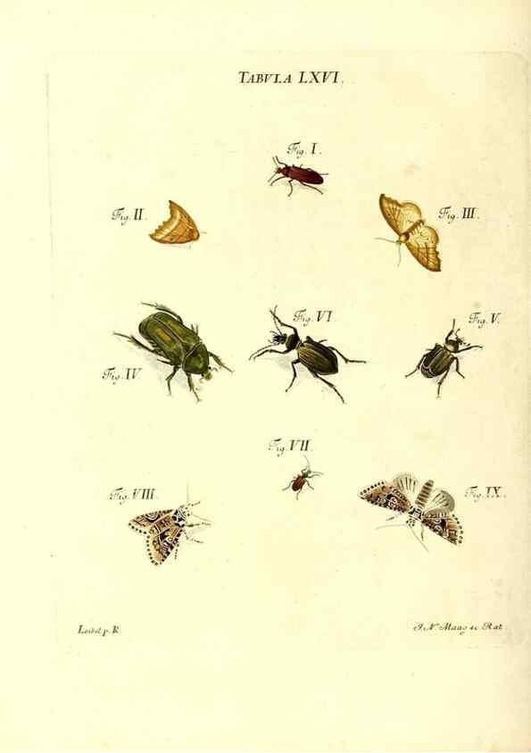 Reproducción/Reproduction 49810603657: Iacobi Christiani Schaefferi s.s. theologiae et philosophiae doctoris ... Icones insectorum circa Ratisbonam indigenorum :. Ratisbonae :Typis Breitfeldianis,MDCCLXXIX [1766-1779]. 