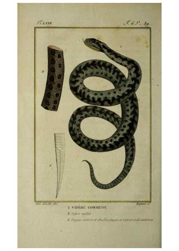 Reproducción/Reproduction 49813174998: Histoire naturelle, générale et particulière, des reptiles :. A Paris :De l'Imprimerie de F. Dufart,an X-XI [1802-1803]. 