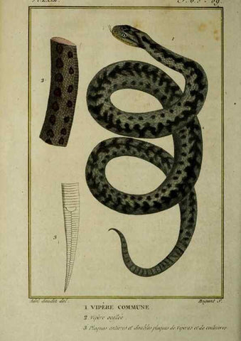 Reproducción/Reproduction 49813174998: Histoire naturelle, générale et particulière, des reptiles :. A Paris :De l'Imprimerie de F. Dufart,an X-XI [1802-1803]. 
