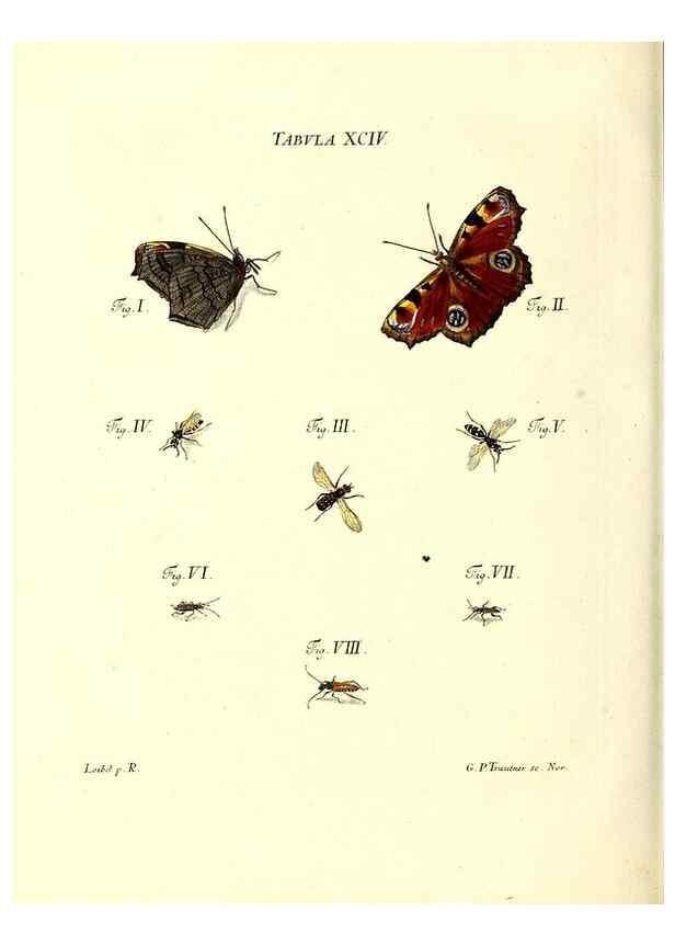 Reproducción/Reproduction 49809756068: Iacobi Christiani Schaefferi s.s. theologiae et philosophiae doctoris ... Icones insectorum circa Ratisbonam indigenorum :. Ratisbonae :Typis Breitfeldianis,MDCCLXXIX [1766-1779]. 