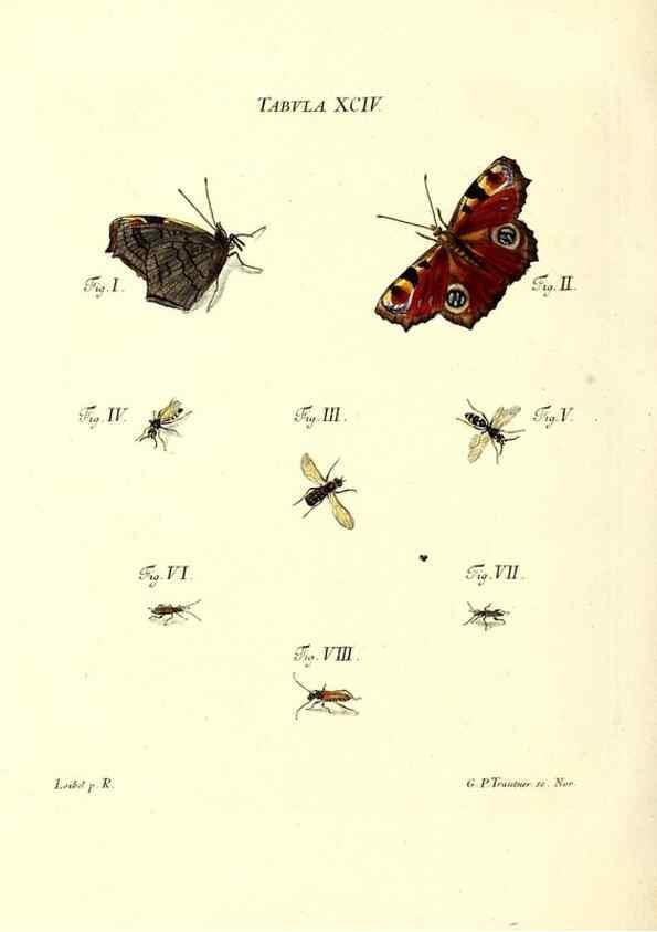 Reproducción/Reproduction 49809756068: Iacobi Christiani Schaefferi s.s. theologiae et philosophiae doctoris ... Icones insectorum circa Ratisbonam indigenorum :. Ratisbonae :Typis Breitfeldianis,MDCCLXXIX [1766-1779]. 