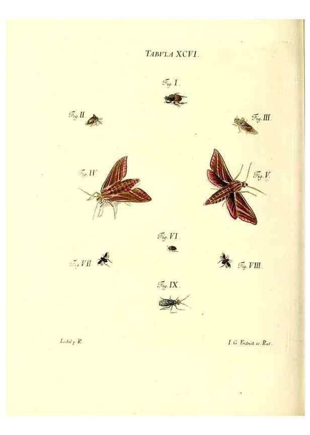 Reproducción/Reproduction 49809756623: Iacobi Christiani Schaefferi s.s. theologiae et philosophiae doctoris ... Icones insectorum circa Ratisbonam indigenorum :. Ratisbonae :Typis Breitfeldianis,MDCCLXXIX [1766-1779]. 