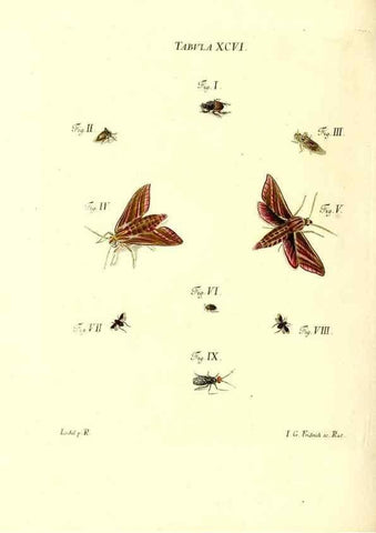 Reproducción/Reproduction 49809756623: Iacobi Christiani Schaefferi s.s. theologiae et philosophiae doctoris ... Icones insectorum circa Ratisbonam indigenorum :. Ratisbonae :Typis Breitfeldianis,MDCCLXXIX [1766-1779]. 