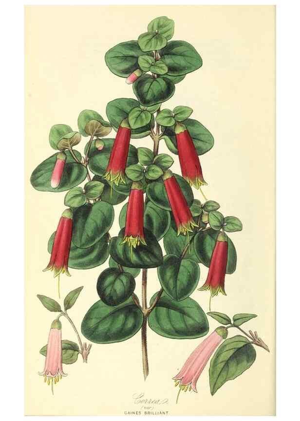 Reproducción/Reproduction 49813428966: The florist and garden miscellany.. London :Chapman and Hall,1850-1851.. 