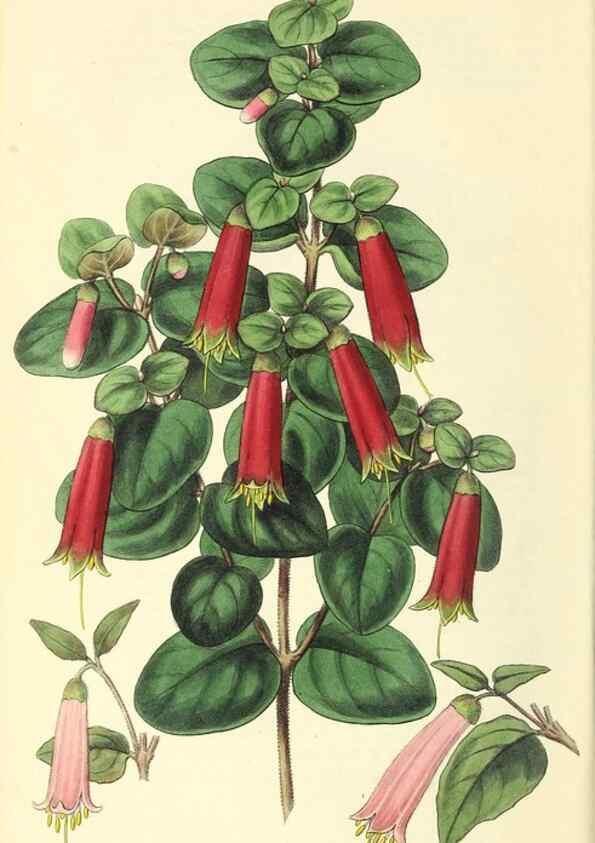 Reproducción/Reproduction 49813428966: The florist and garden miscellany.. London :Chapman and Hall,1850-1851.. 