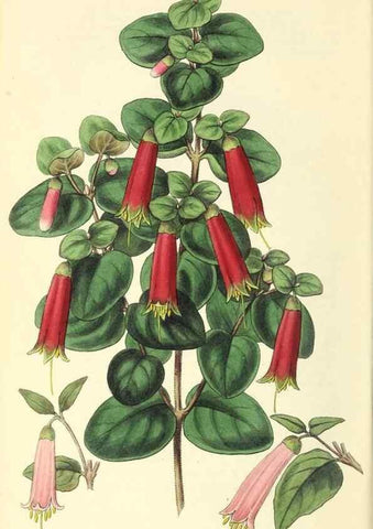 Reproducción/Reproduction 49813428966: The florist and garden miscellany.. London :Chapman and Hall,1850-1851.. 