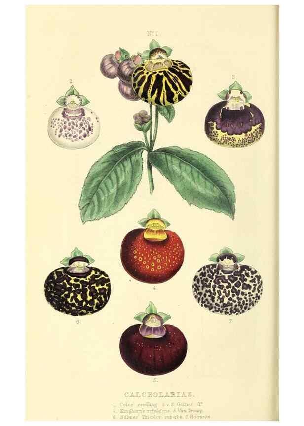 Reproducción/Reproduction 49813429231: The florist and garden miscellany.. London :Chapman and Hall,1850-1851.. 