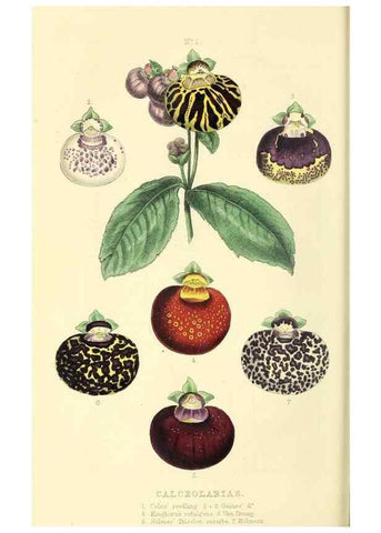 Reproducción/Reproduction 49813429231: The florist and garden miscellany.. London :Chapman and Hall,1850-1851.. 