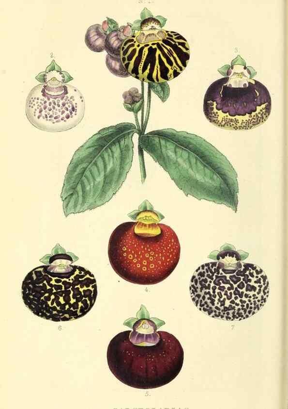 Reproducción/Reproduction 49813429231: The florist and garden miscellany.. London :Chapman and Hall,1850-1851.. 