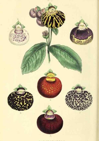 Reproducción/Reproduction 49813429231: The florist and garden miscellany.. London :Chapman and Hall,1850-1851.. 