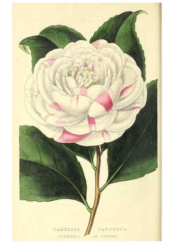 Reproducción/Reproduction 49813429471: The florist and garden miscellany.. London :Chapman and Hall,1850-1851.. 