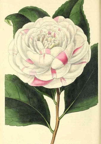 Reproducción/Reproduction 49813429471: The florist and garden miscellany.. London :Chapman and Hall,1850-1851.. 