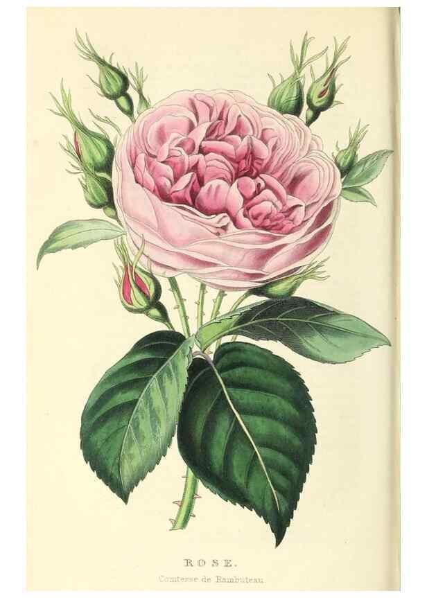 Reproducción/Reproduction 49812888688: The florist and garden miscellany.. London :Chapman and Hall,1850-1851.. 