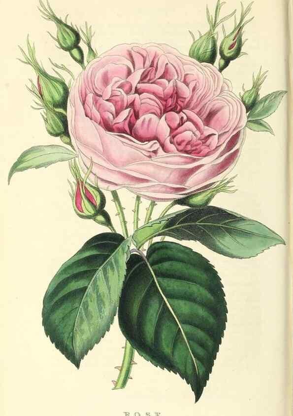 Reproducción/Reproduction 49812888688: The florist and garden miscellany.. London :Chapman and Hall,1850-1851.. 