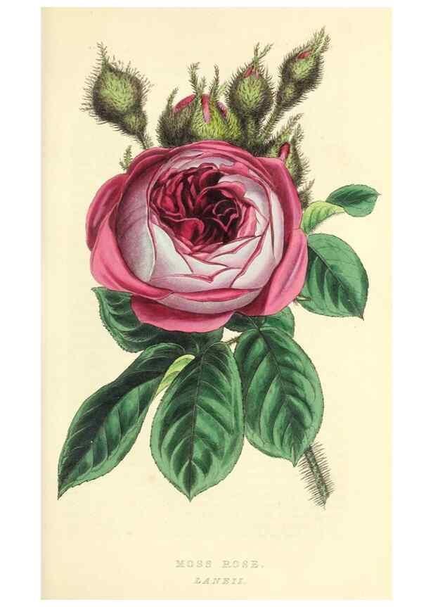 Reproducción/Reproduction 49813737052: The florist and garden miscellany.. London :Chapman and Hall,1850-1851.. 
