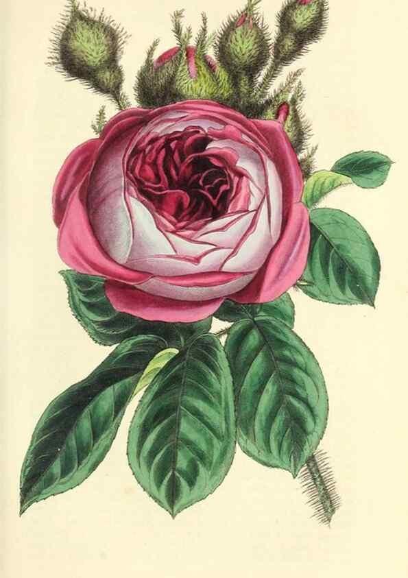 Reproducción/Reproduction 49813737052: The florist and garden miscellany.. London :Chapman and Hall,1850-1851.. 