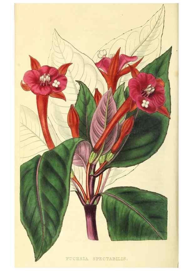 Reproducción/Reproduction 49812889218: The florist and garden miscellany.. London :Chapman and Hall,1850-1851.. 