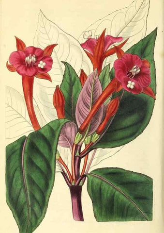 Reproducción/Reproduction 49812889218: The florist and garden miscellany.. London :Chapman and Hall,1850-1851.. 