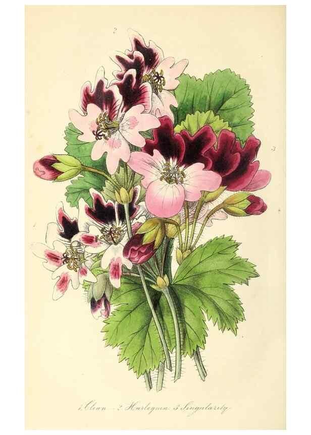 Reproducción/Reproduction 49813430401: The florist and garden miscellany.. London :Chapman and Hall,1850-1851.. 