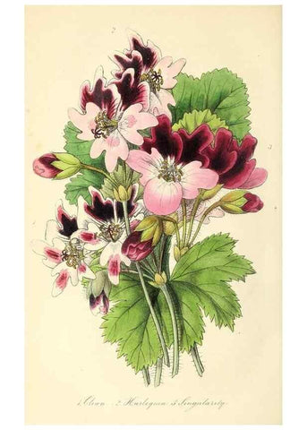 Reproducción/Reproduction 49813430401: The florist and garden miscellany.. London :Chapman and Hall,1850-1851.. 