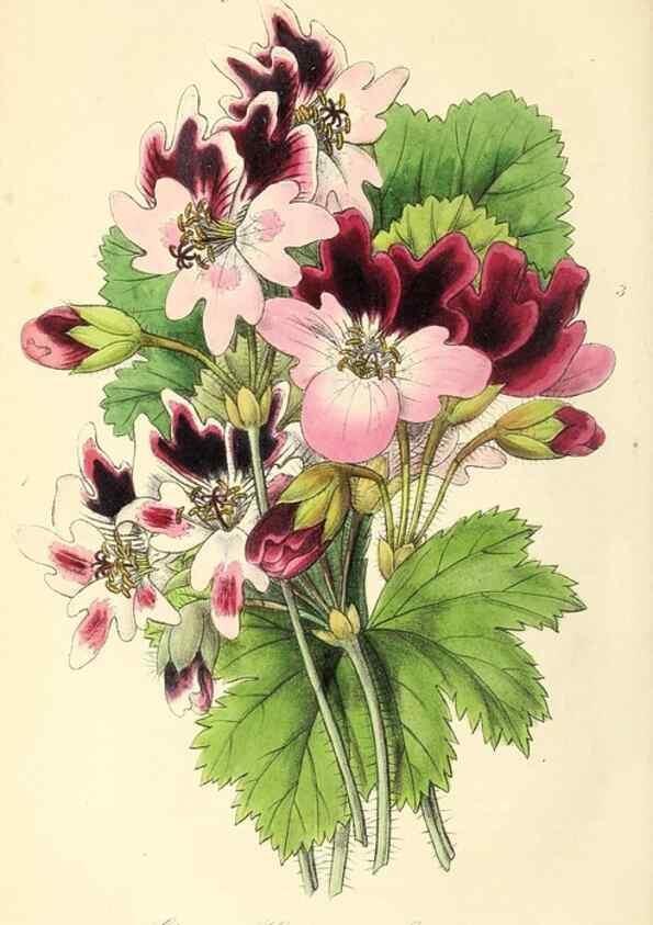 Reproducción/Reproduction 49813430401: The florist and garden miscellany.. London :Chapman and Hall,1850-1851.. 
