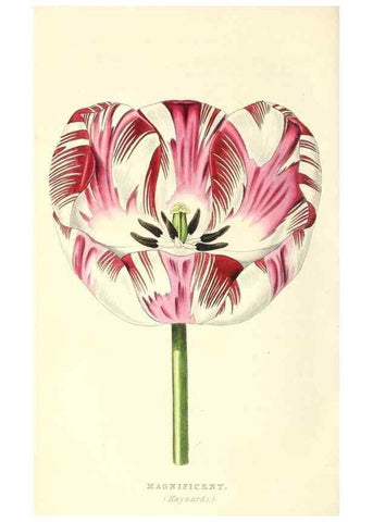 Reproducción/Reproduction 49813430841: The florist and garden miscellany.. London :Chapman and Hall,1850-1851.. 