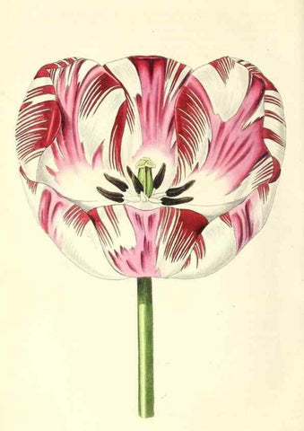 Reproducción/Reproduction 49813430841: The florist and garden miscellany.. London :Chapman and Hall,1850-1851.. 
