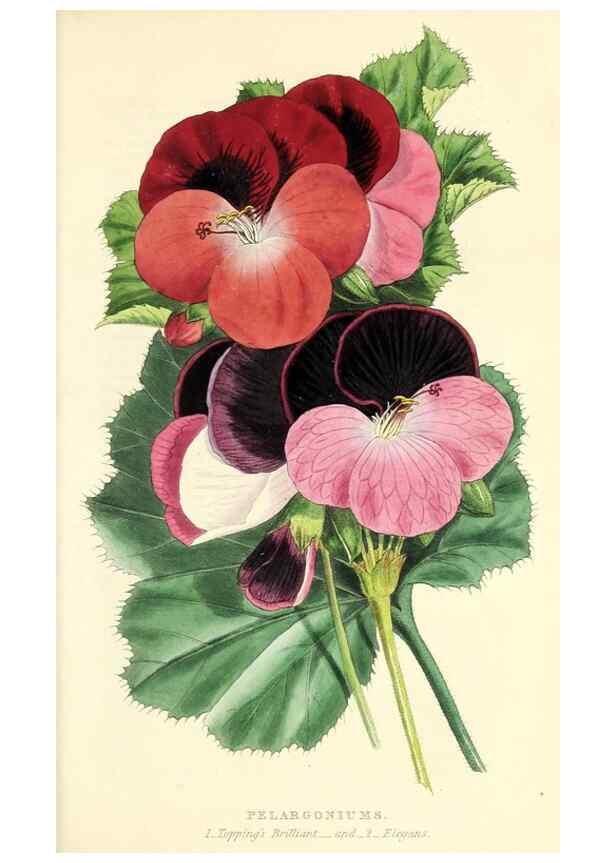 Reproducción/Reproduction 49812890118: The florist and garden miscellany.. London :Chapman and Hall,1850-1851.. 