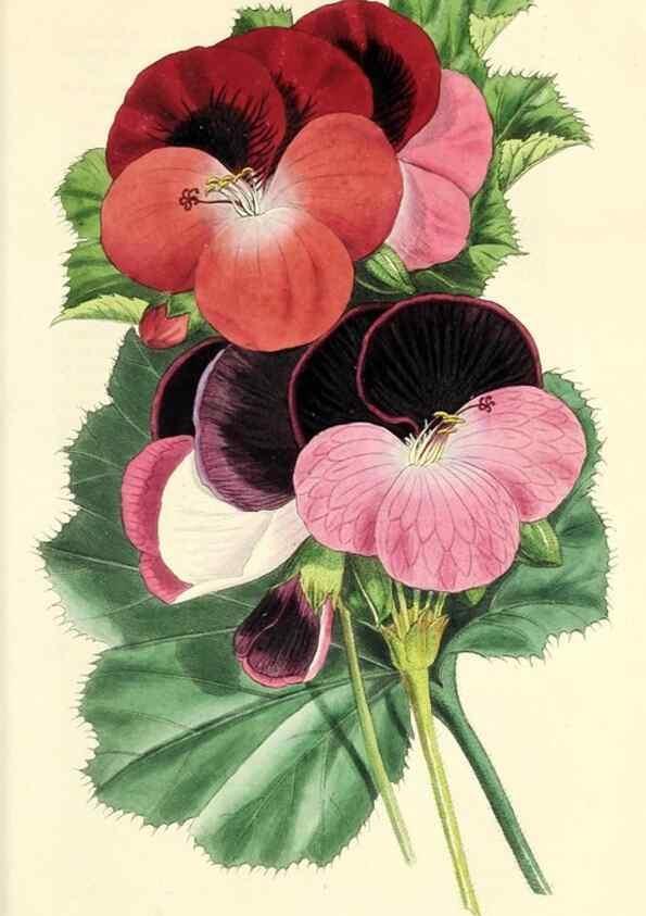 Reproducción/Reproduction 49812890118: The florist and garden miscellany.. London :Chapman and Hall,1850-1851.. 